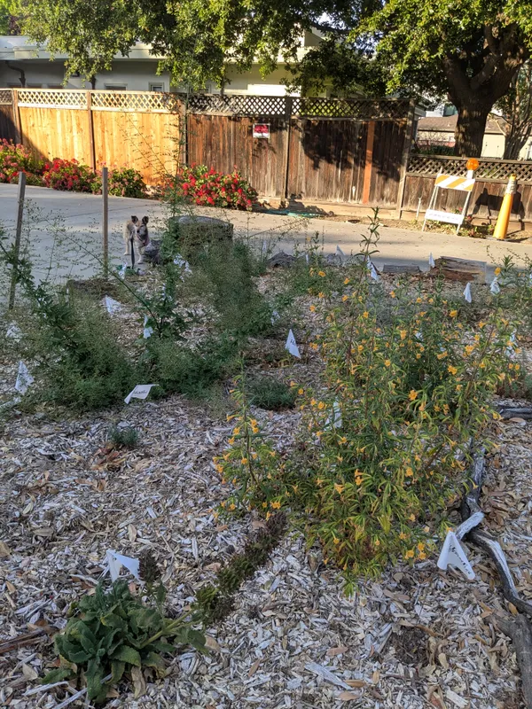 The Willows Nursery School Pollinator Garden