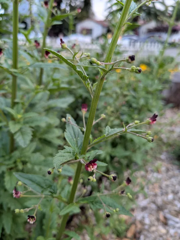 The Willows Nursery School Pollinator Garden