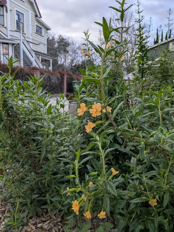 The Willows Nursery School Pollinator Garden