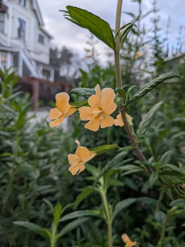 The Willows Nursery School Pollinator Garden