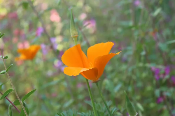 Willow Glen Elementary School Native Plant Garden