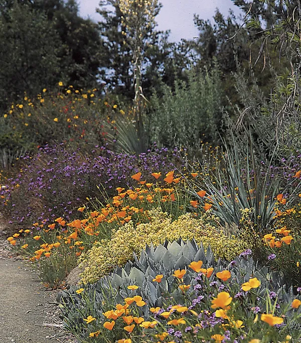 Willow Glen Elementary School Native Plant Garden